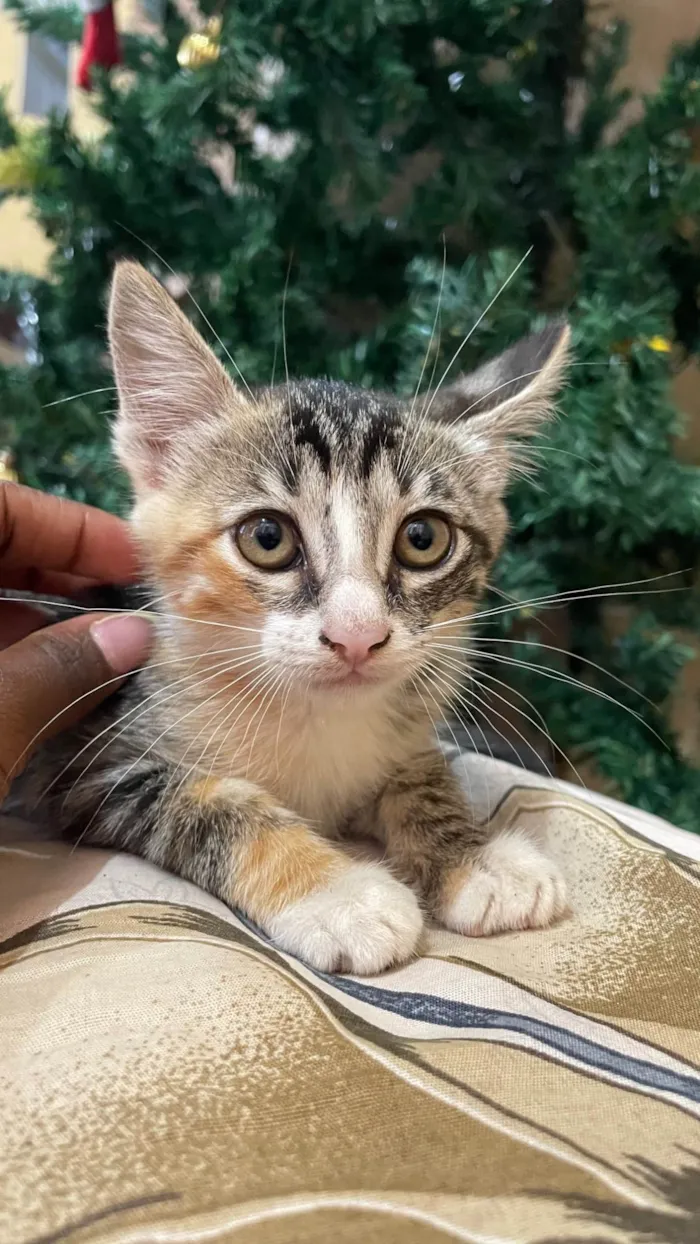 Gato ra a SRD-ViraLata idade 2 a 6 meses nome Docinho 