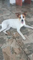 Cachorro ra a SRD-ViraLata idade 1 ano nome Luna