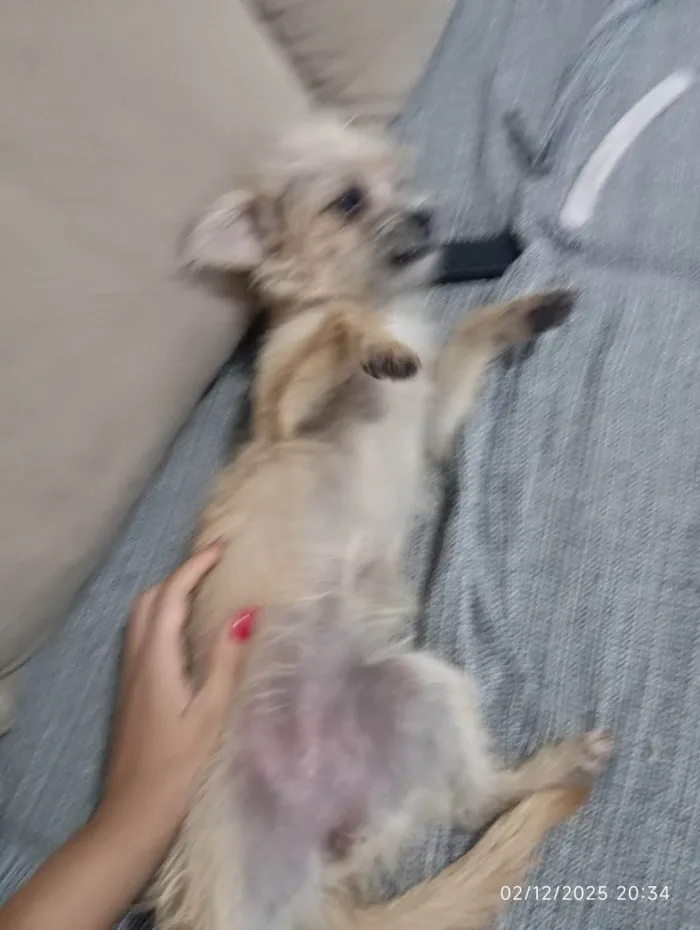 Cachorro ra a SRD-ViraLata idade 2 a 6 meses nome Luna 