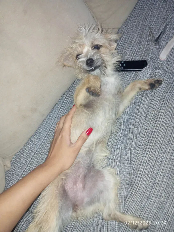 Cachorro ra a SRD-ViraLata idade 2 a 6 meses nome Luna 