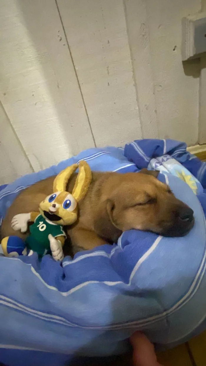 Cachorro ra a SRD-ViraLata idade Abaixo de 2 meses nome A escolha 