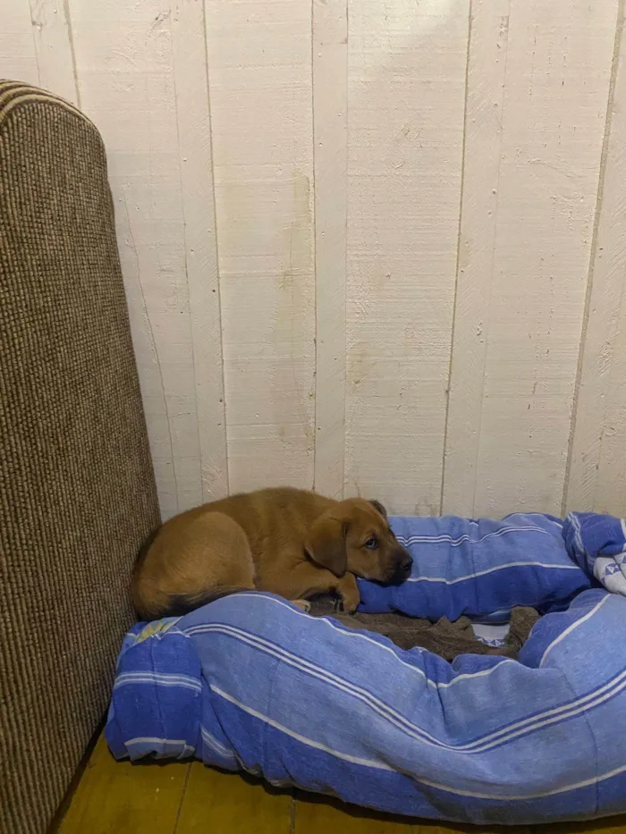 Cachorro ra a SRD-ViraLata idade Abaixo de 2 meses nome A escolha 