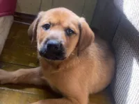 Cachorro raça SRD-ViraLata idade Abaixo de 2 meses nome A escolha 