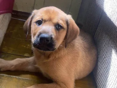 Cachorro raça SRD-ViraLata idade Abaixo de 2 meses nome A escolha 