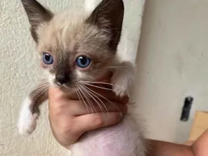 Gato ra a SRD-ViraLata idade 2 a 6 meses nome Cookie