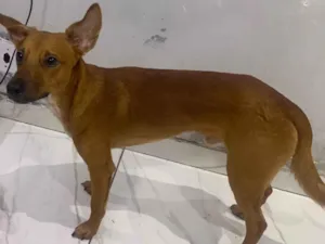 Cachorro raça SRD-ViraLata idade 7 a 11 meses nome Teddy