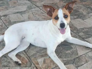 Cachorro raça SRD-ViraLata idade 1 ano nome Luna