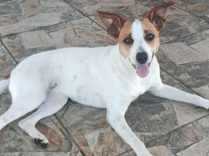Cachorro raça SRD-ViraLata idade 1 ano nome Luna