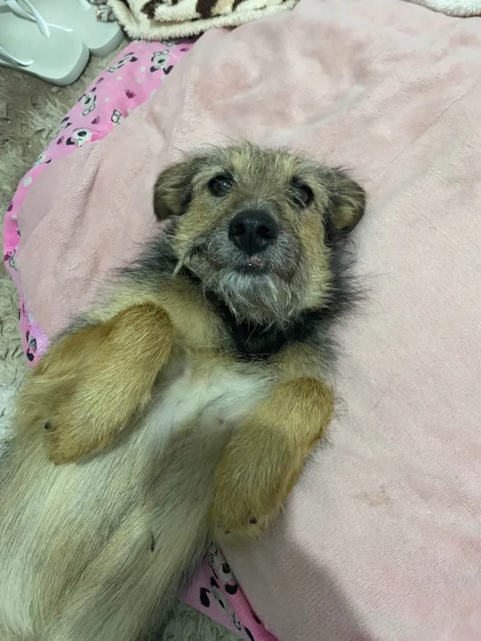 Cachorro raça SRD-ViraLata idade 2 anos nome Fiapa