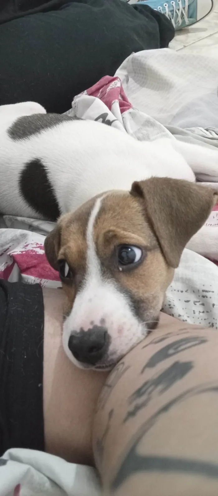 Cachorro ra a SRD-ViraLata idade 2 a 6 meses nome Athena 