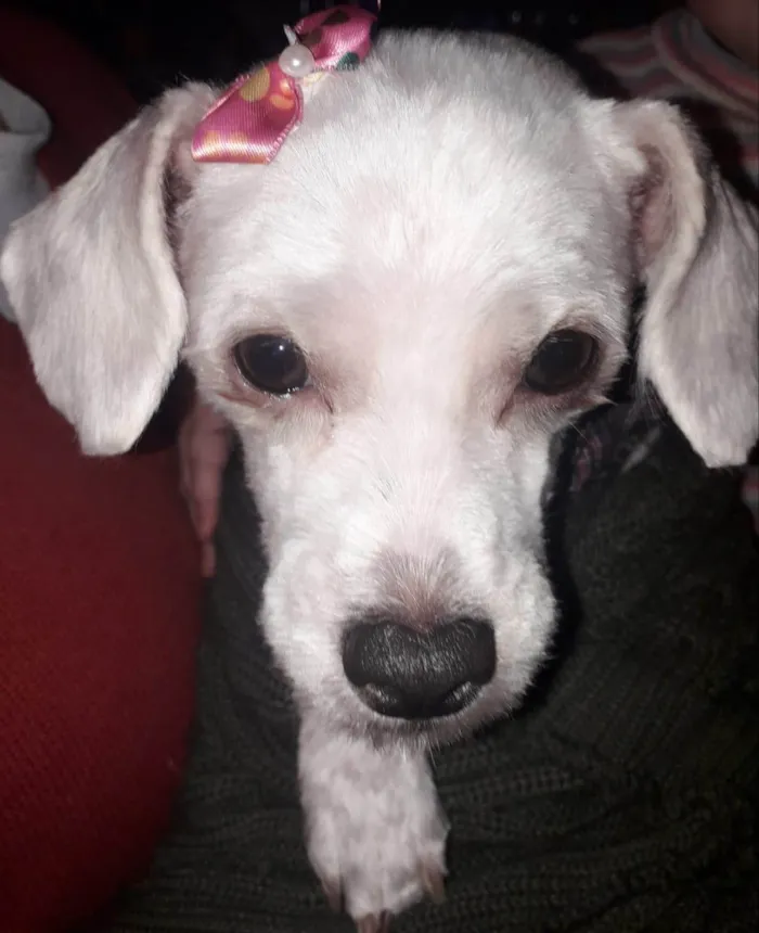 Cachorro ra a SRD-ViraLata idade 6 ou mais anos nome Nana