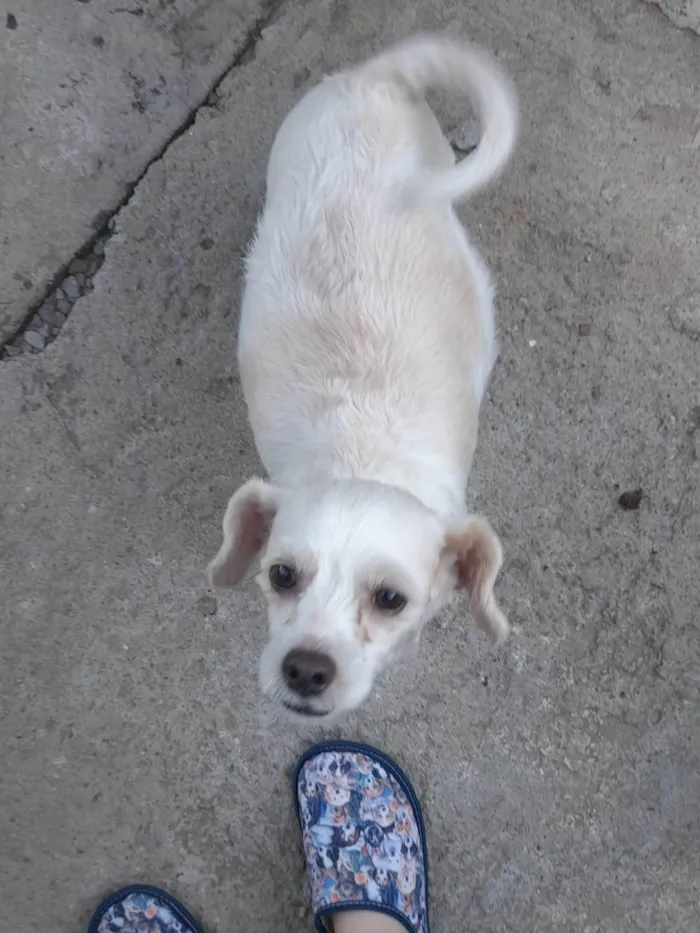 Cachorro ra a SRD-ViraLata idade 6 ou mais anos nome Nana