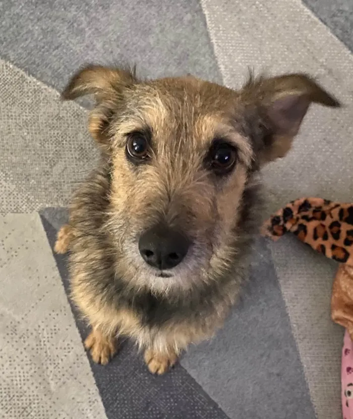 Cachorro raça SRD-ViraLata idade 2 anos nome Fiapa