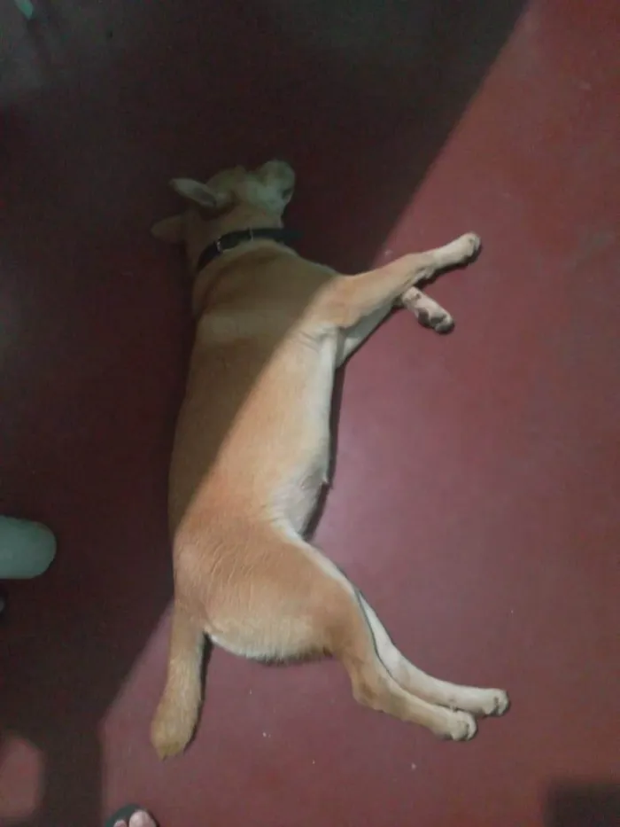 Cachorro ra a SRD-ViraLata idade 1 ano nome Sem nome