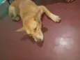 Cachorro ra a SRD-ViraLata idade 1 ano nome Sem nome
