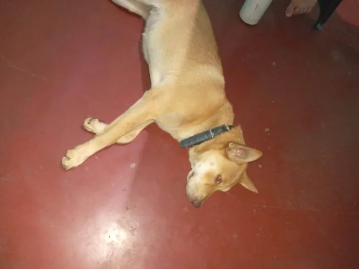 Cachorro ra a SRD-ViraLata idade 1 ano nome Sem nome