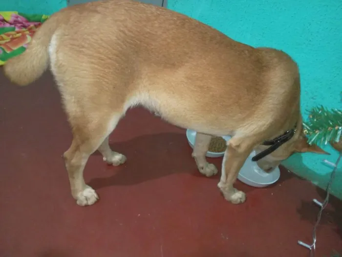 Cachorro ra a SRD-ViraLata idade 1 ano nome Sem nome