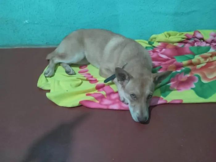 Cachorro ra a SRD-ViraLata idade 1 ano nome Sem nome
