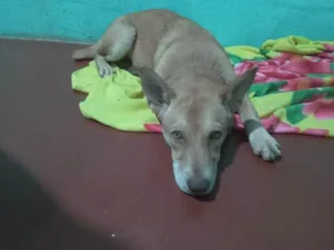 Cachorro raça SRD-ViraLata idade 1 ano nome Sem nome