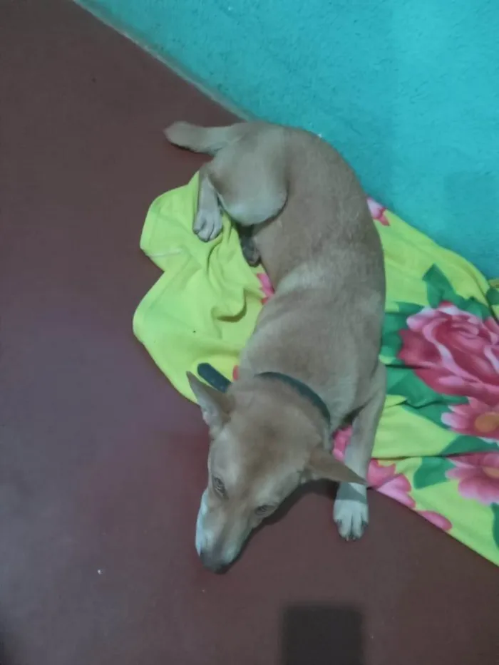 Cachorro ra a SRD-ViraLata idade 1 ano nome Sem nome