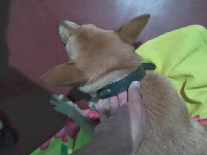 Cachorro ra a SRD-ViraLata idade 1 ano nome Sem nome