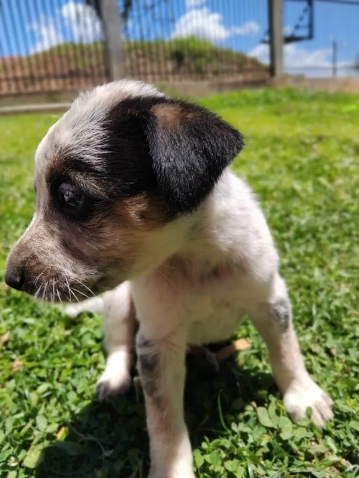 Cachorro ra a Pastor Alemão idade Abaixo de 2 meses nome Sem nome 