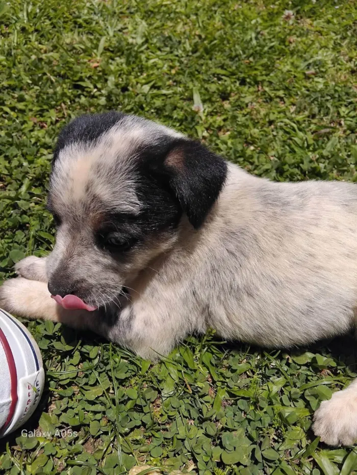 Cachorro ra a Pastor Alemão idade Abaixo de 2 meses nome Sem nome 