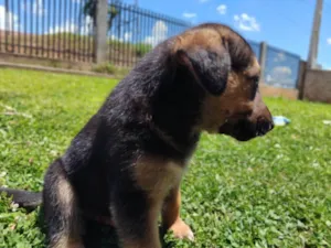 Cachorro raça Pastor Alemão idade Abaixo de 2 meses nome Sem nome 