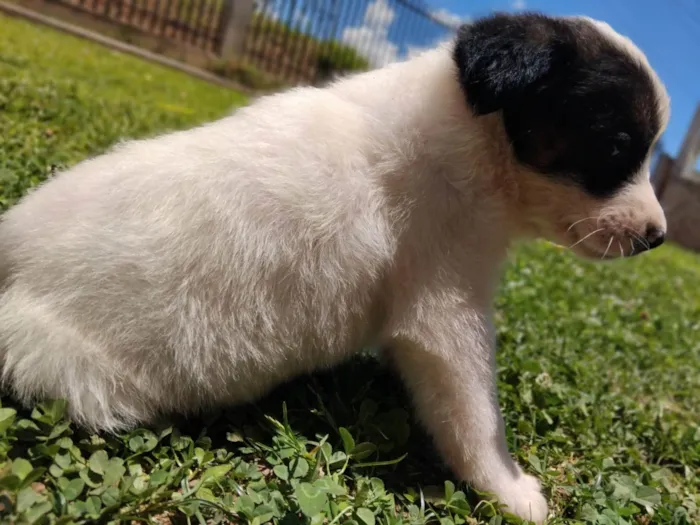 Cachorro ra a Pastor Alemão idade Abaixo de 2 meses nome Sem nome 