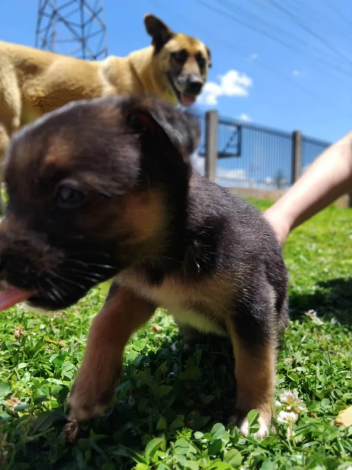 Cachorro ra a Pastor Alemão idade Abaixo de 2 meses nome Sem nome 