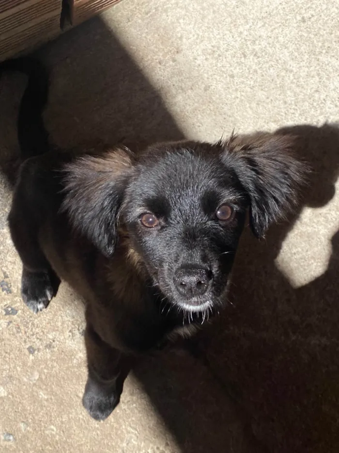 Cachorro raça SRD-ViraLata idade 7 a 11 meses nome Duquesa