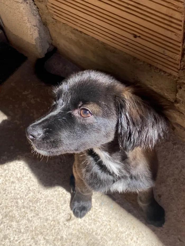 Cachorro raça SRD-ViraLata idade 7 a 11 meses nome Duquesa