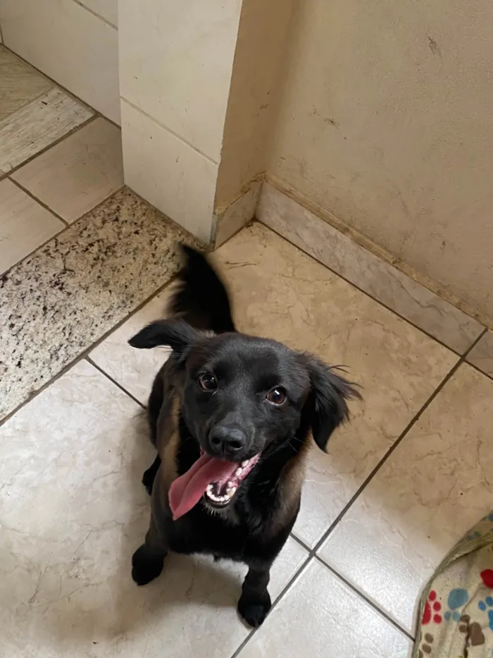 Cachorro raça SRD-ViraLata idade 7 a 11 meses nome Duquesa