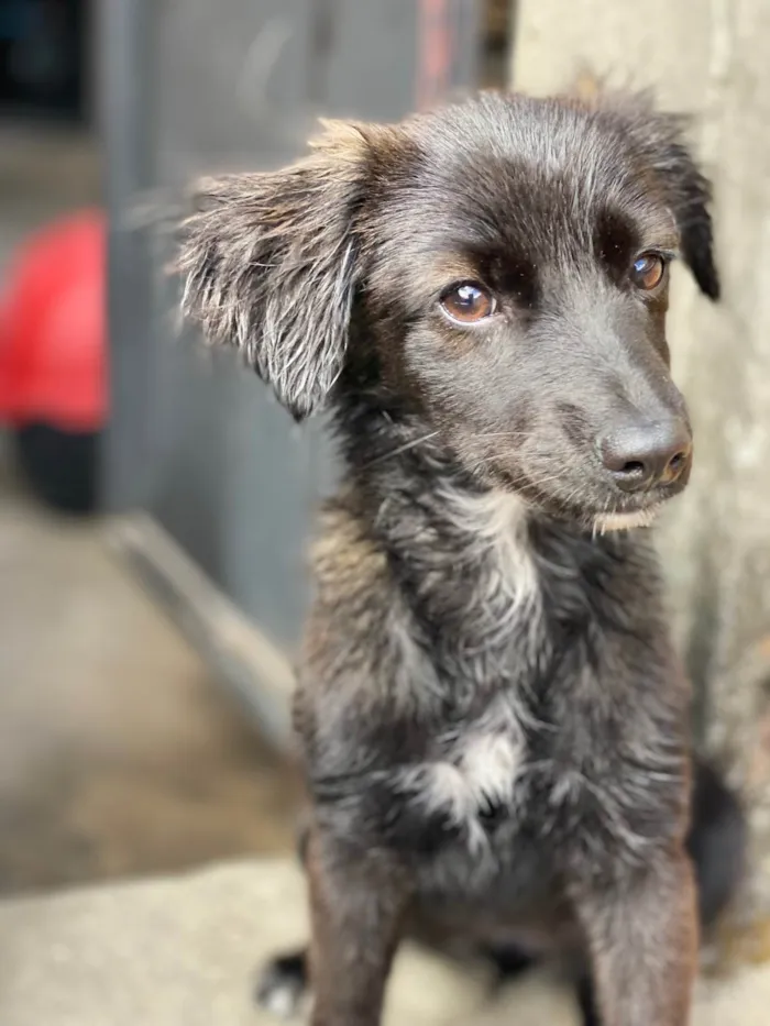 Cachorro raça SRD-ViraLata idade 7 a 11 meses nome Duquesa