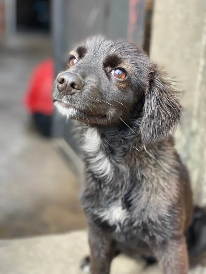 Cachorro raça SRD-ViraLata idade 7 a 11 meses nome Duquesa