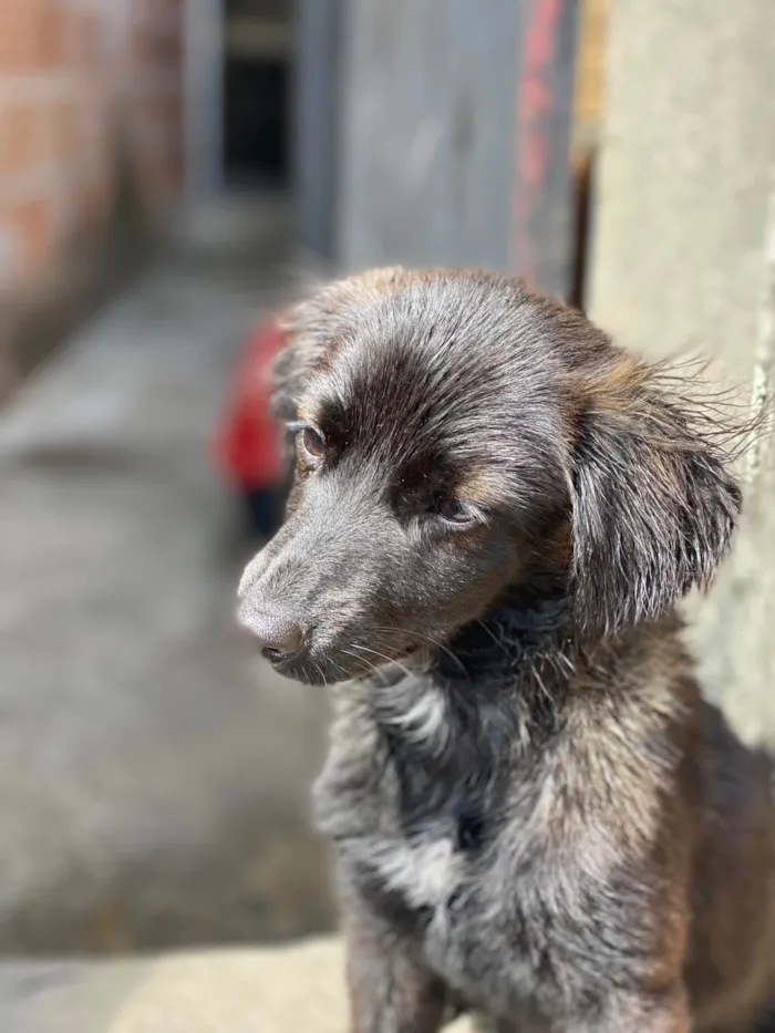 Cachorro raça SRD-ViraLata idade 7 a 11 meses nome Duquesa