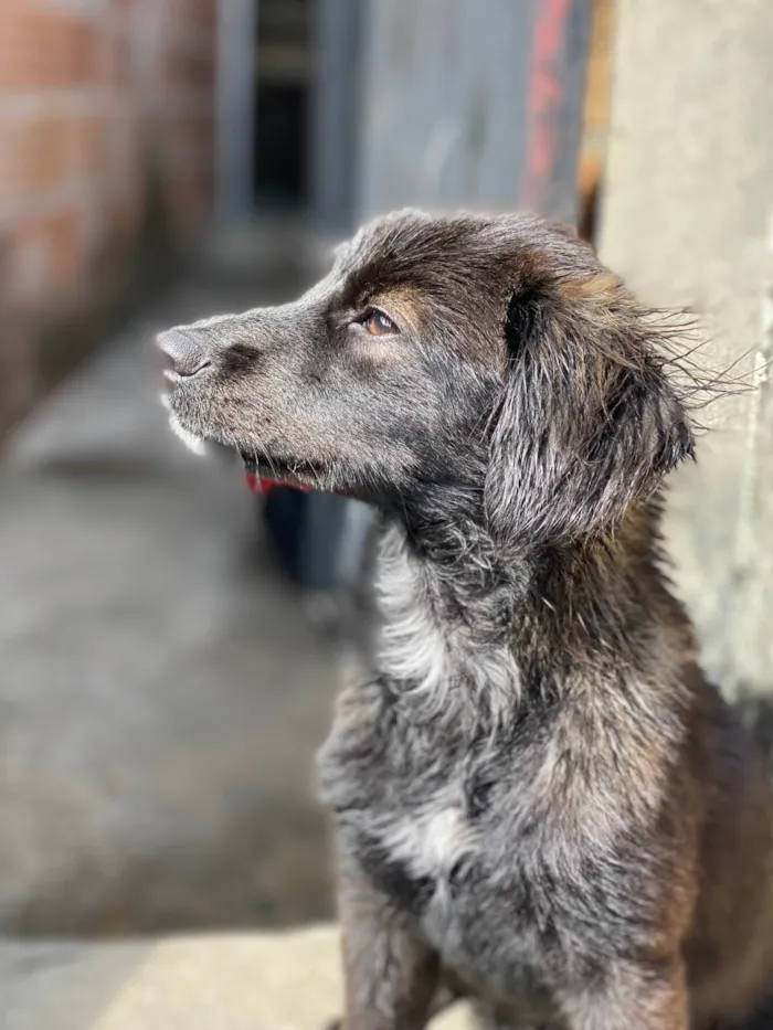 Cachorro raça SRD-ViraLata idade 7 a 11 meses nome Duquesa