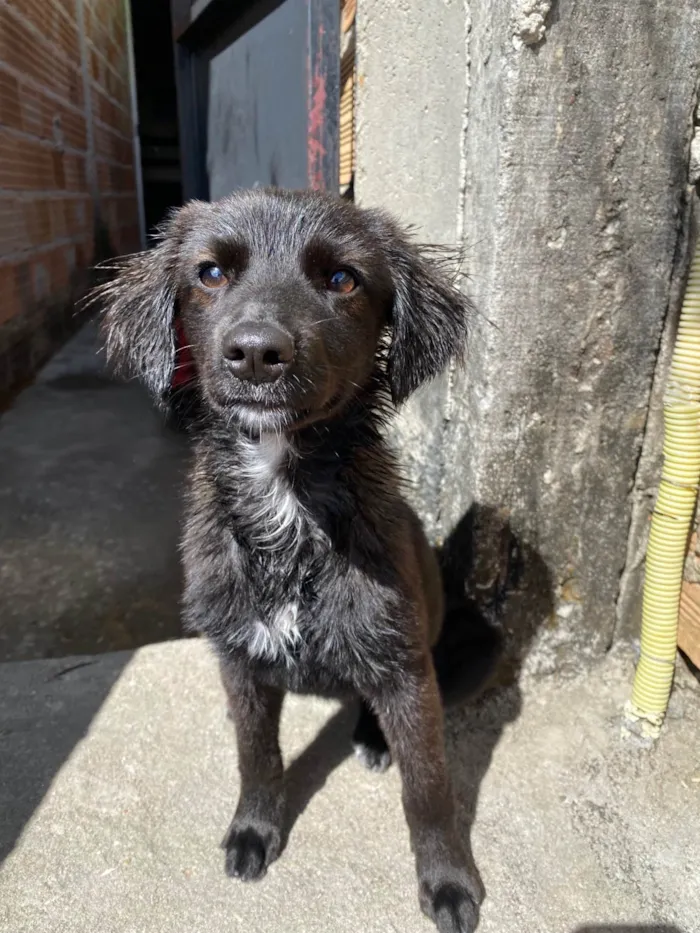 Cachorro raça SRD-ViraLata idade 7 a 11 meses nome Duquesa