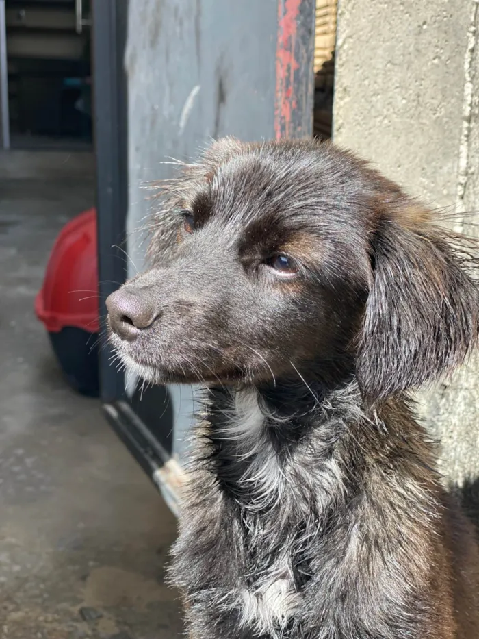 Cachorro raça SRD-ViraLata idade 7 a 11 meses nome Duquesa