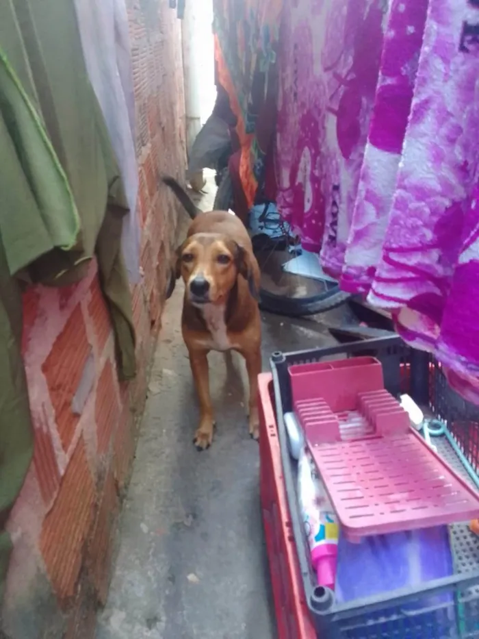 Cachorro ra a SRD-ViraLata idade 2 anos nome Lola