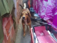 Cachorro ra a SRD-ViraLata idade 2 anos nome Lola