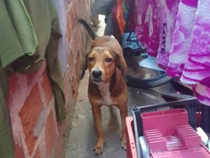 Cachorro ra a SRD-ViraLata idade 2 anos nome Lola