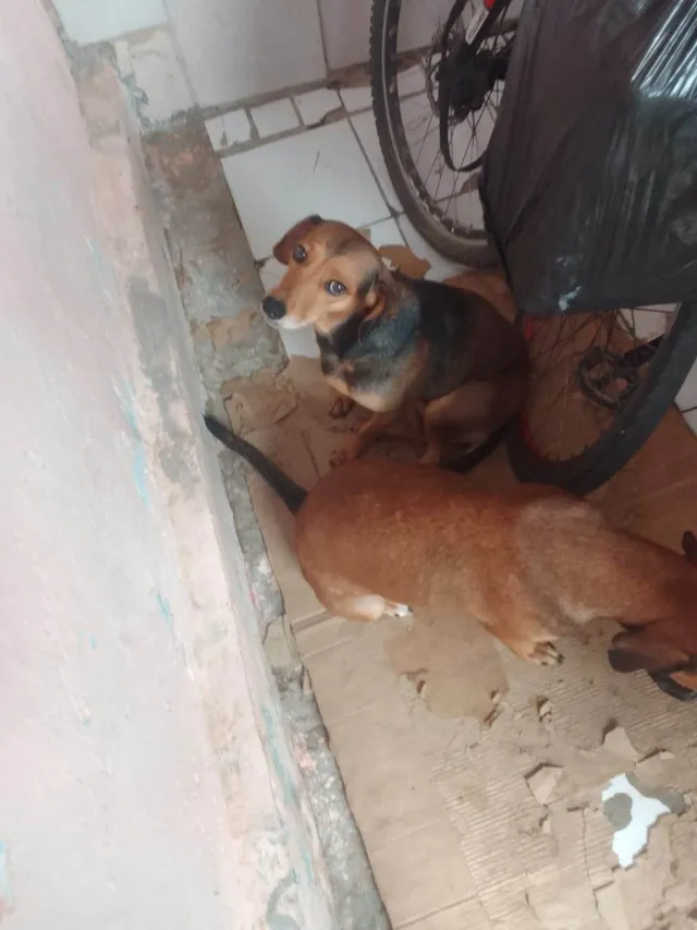 Cachorro ra a SRD-ViraLata idade 2 anos nome Bel