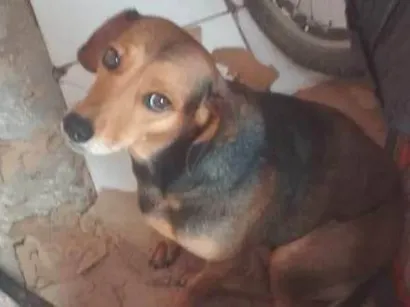 Cachorro raça SRD-ViraLata idade 2 anos nome Bel