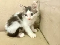 Gato ra a SRD-ViraLata idade 2 a 6 meses nome Gatinhos para adoção 