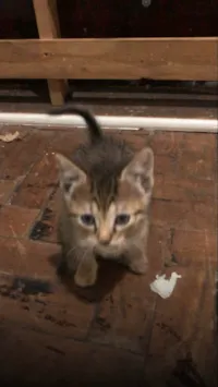 Gato ra a SRD-ViraLata idade 2 a 6 meses nome Tatiana 