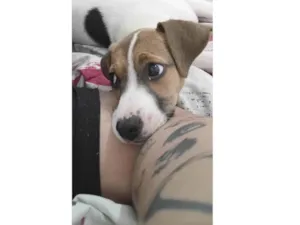 Cachorro raça SRD-ViraLata idade 2 a 6 meses nome Athena 