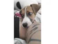 Cachorro raça SRD-ViraLata idade 2 a 6 meses nome Athena 