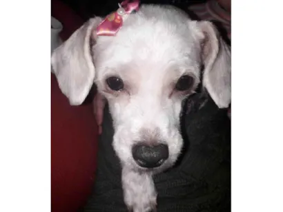 Cachorro raça SRD-ViraLata idade 6 ou mais anos nome Nana