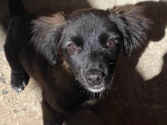 Cachorro raça SRD-ViraLata idade 7 a 11 meses nome Duquesa